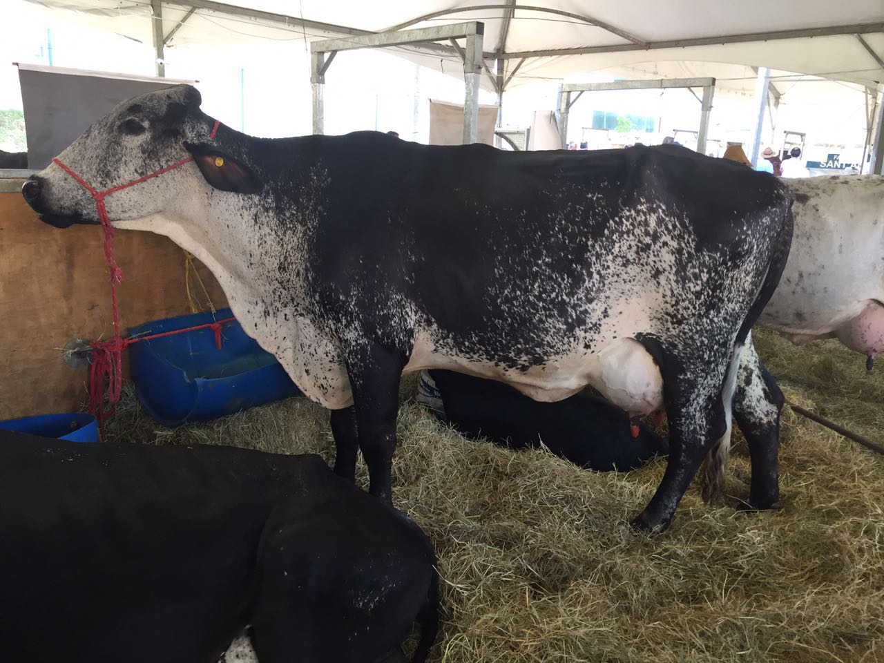 Uma vaca recordista de produção de leite
