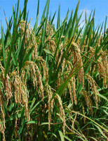 Produtores de arroz querem investir na exportação para ganhar mais