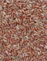 O nordeste produz arroz-vermelho