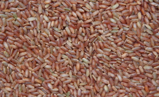 O nordeste produz arroz-vermelho