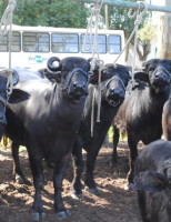 Uma semana para conhecer e valorizar a produção de búfalos no Brasil