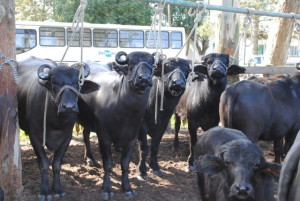búfalos no curral