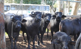 Uma semana para conhecer e valorizar a produção de búfalos no Brasil