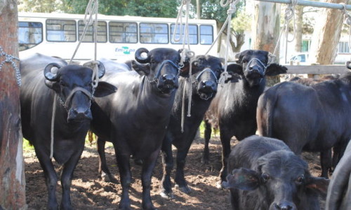 <h2><a href="https://nordesterural.com.br/uma-semana-para-conhecer-e-valorizar-a-producao-de-bufalos-no-brasil/">Uma semana para conhecer e valorizar a produção de búfalos no Brasil</a></h2>É o 1º Marajó Bufalos, evento que mostra o avanço em melhoramento genético dos búfalos regionais para leite e corte, reunindo difusão tecnológica com palestras e cursos, curral de negócios,
