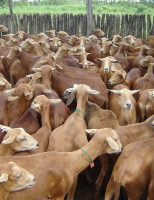 A importância da criação de caprinos e ovinos no nordeste