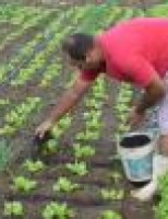 Ceasa Pernambuco tem programa de distribuição de adubo sustentável para produtores rurais