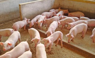 Cuidados que o produtor deve ter para oferecer uma carne suína de qualidade