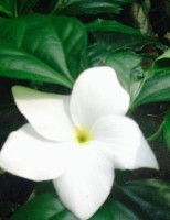 A cor da paz