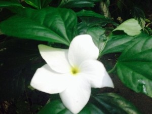 flor branca