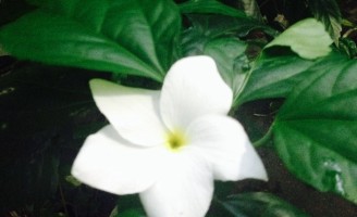 A cor da paz