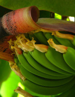 Produtores de banana sofrem prejuízo por causa das baixas temperaturas