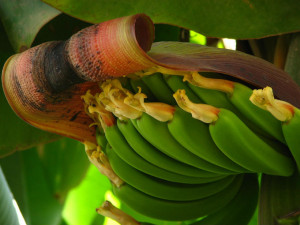 frio na banana