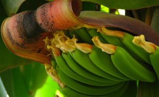 Produtores de banana sofrem prejuízo por causa das baixas temperaturas