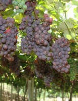 Vinho sem frescura
