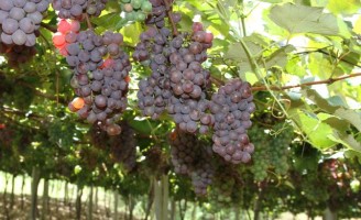 Vinho sem frescura