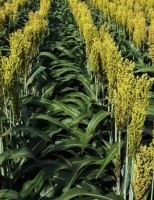 Novos híbridos de sorgo produzem mais rápido e com alta produtividade