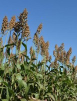 Uma semente de sorgo com alta qualidade para silagem
