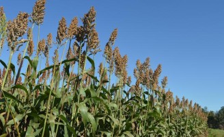 Uma semente de sorgo com alta qualidade para silagem