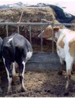 Vacas podem aumentar a produção de leite com o consumo equilibrado de fibras