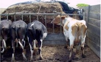 Vacas podem aumentar a produção de leite com o consumo equilibrado de fibras