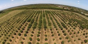 Laranja plantação