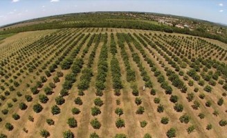Plantações de laranja sofrem por causa da seca em São Paulo
