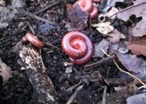 Piolho de cobra
