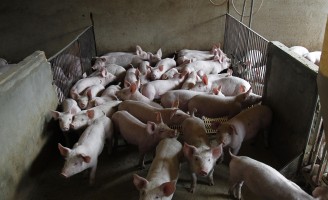 Projeto que vai fazer um diagnóstico da produção de suínos no Brasil visita o maior produtor nacional
