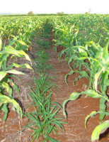 As vantagens do cultivo do milho com gramíneas no nordeste
