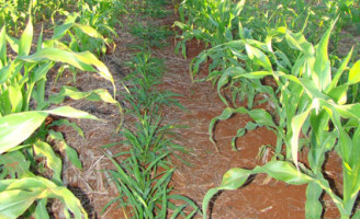 As vantagens do cultivo do milho com gramíneas no nordeste