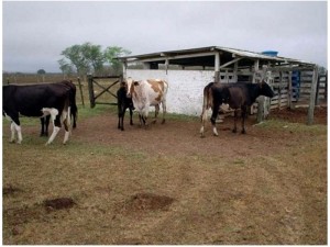 curral com vacas