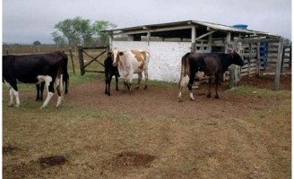 Manejo eficiente garante mais produtividade no rebanho leiteiro
