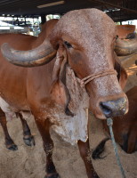 Torneio leiteiro será destaque na Exposição Agropecuária de Uberlândia