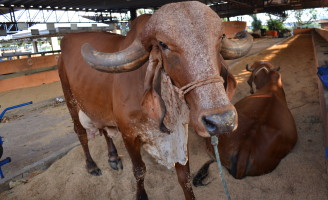 Torneio leiteiro será destaque na Exposição Agropecuária de Uberlândia