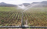 Irrigação faz safra de milho aumentar mais de quatro vezes