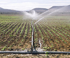 Irrigação faz safra de milho aumentar mais de quatro vezes
