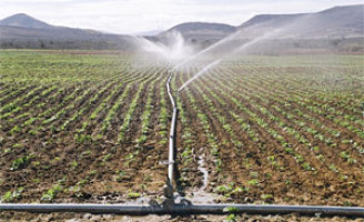 Agricultores de perímetros irrigados também serão beneficiados com a MP que repactua dívidas