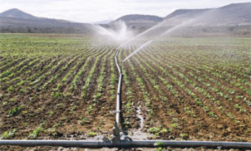 Irrigação faz safra de milho aumentar mais de quatro vezes