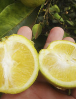 Gene de inseto é usado para combater a praga dos citrus