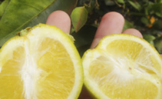 Gene de inseto é usado para combater a praga dos citrus