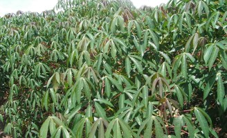 As cultivares de mandioca para mesa e para a indústria