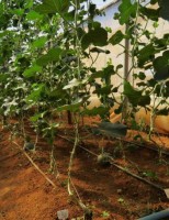 O cerrado brasileiro pode aumentar a produção de melão para consumo