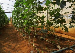 melão plantado em varais