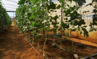 O cerrado brasileiro pode aumentar a produção de melão para consumo