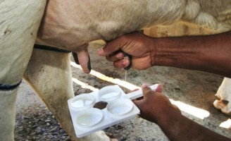 Criado um novo medicamento com nanotecnologia para combater e tratar a mastite bovina