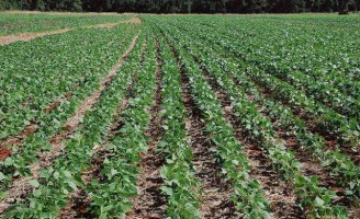 Feijão pode aumentar capacidade produtiva com uso de inoculantes