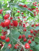 Um híbrido de tomate cereja enriquecido