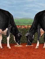 Para conhecer as características de vacas que produzem mais leite e por longo tempo