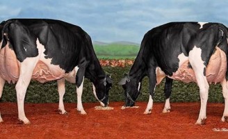 Para conhecer as características de vacas que produzem mais leite e por longo tempo