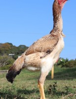 O maior frango caipira do mundo vai ter um leilão histórico